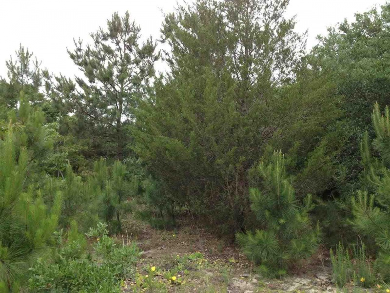 Corolla, North Carolina 27927, ,Residential,For sale,Tarpon Road,83887