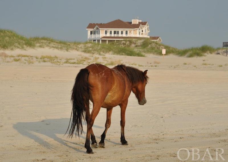 Corolla, North Carolina 27927, 7 Bedrooms Bedrooms, ,6 BathroomsBathrooms,Single family - detached,For sale,Sandfiddler Road,118892